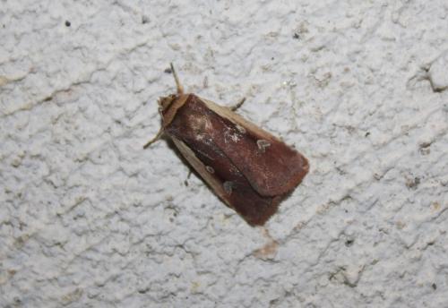 Réf. 194 166 : Ochropleura plecta